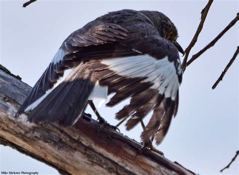 Mocking Bird At Lardners Point Bald Eagle Bird Mocking Birds