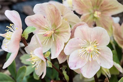 The Christmas Rose - Plantscapers