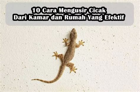 Cara Mengusir Cicak Dari Kamar Dan Rumah Yang Efektif Banyakcara