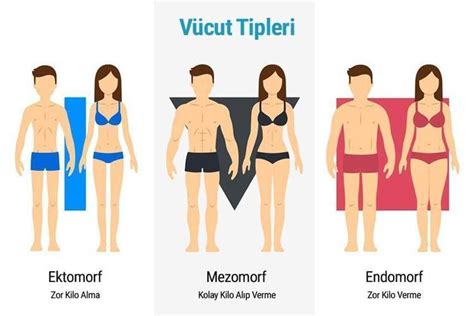 Endomorf Nedir Endomorf V Cut Tipi Nas L Spor Yapmal Zellikleri