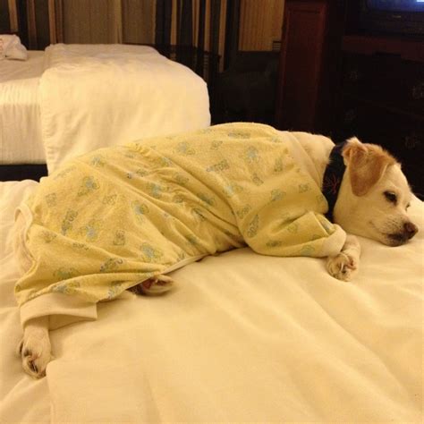 Bedtime | Pets, Animals, Dogs