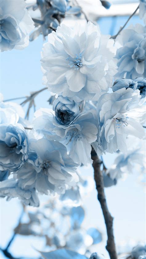 🔥 [50+] Blue and White Floral Wallpapers | WallpaperSafari