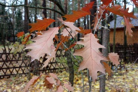 Дуб красный — описание, фото и особенности. Уход и выращивание красного ...