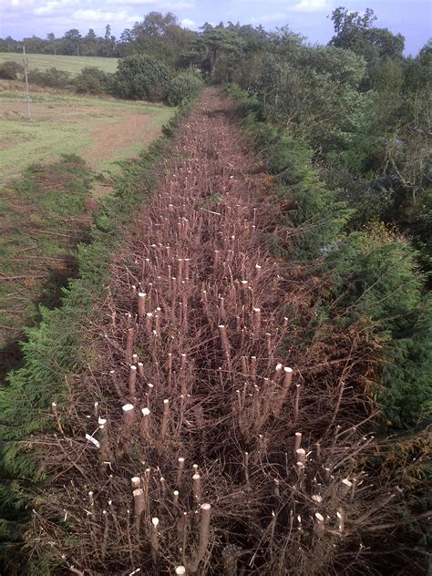 Leylandii Trees, Leylandii Reduction, Aberdeenshire