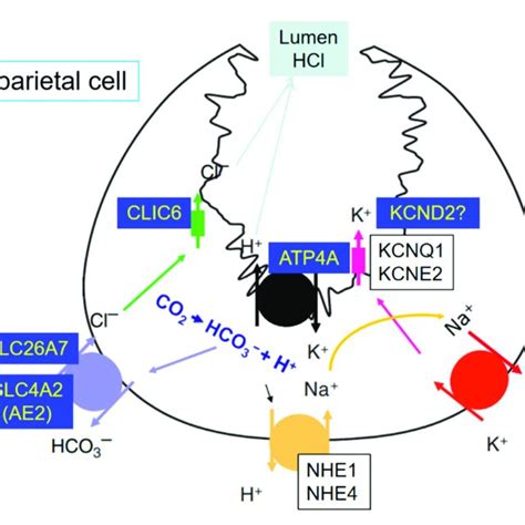 Ion Transporters Involved In Hydrochloric Acid Hcl Output Of The