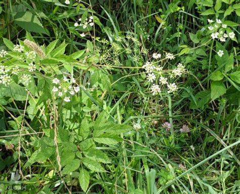 Poison Hemlock Vs Queen Annes Lace 8 Differences To Look For