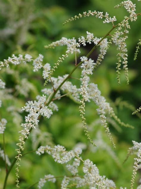 Astilbe Professor Van Der Wielen The Beth Chatto Gardens