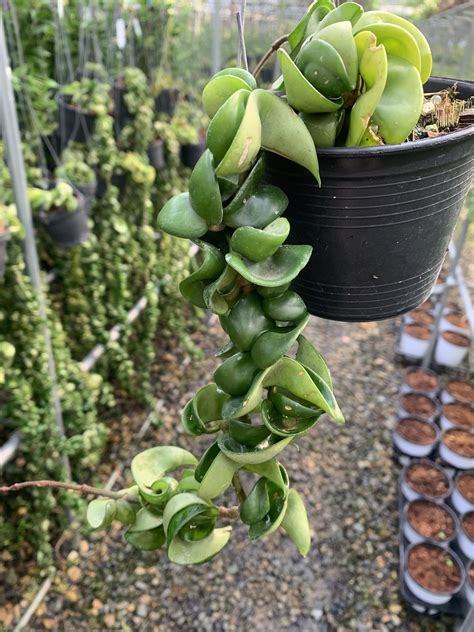 Hoya Compacta(Long) - Houseplants or Indoorplants
