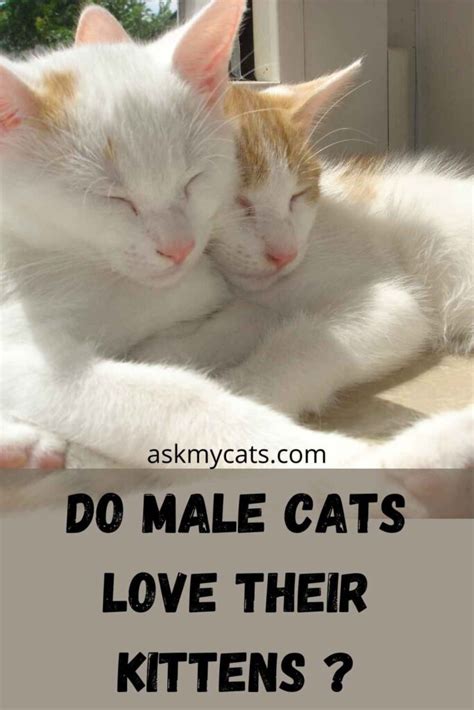 Do Male Father Cats Recognize Their Kittens