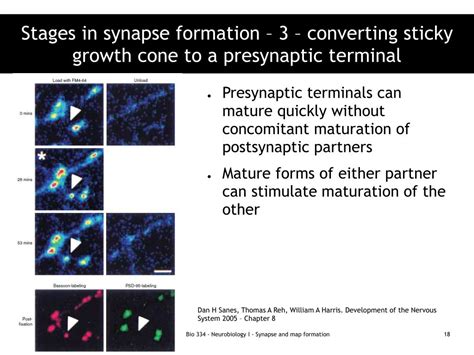 PPT - Synapse formation PowerPoint Presentation, free download - ID:3366323