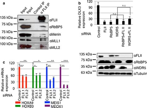 FLII is functionally associated with MLL1/2 complexes and governs HOX ... 