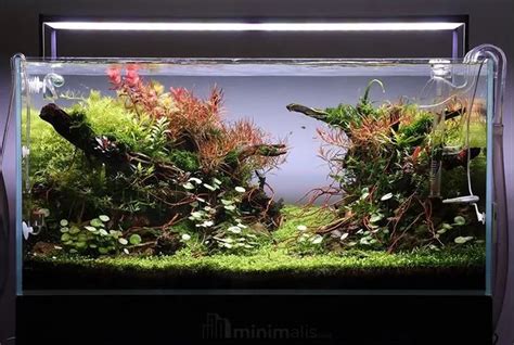 45 Aquascape Minimalis Dan Segala Macam Elemen Yang Dibutuhkan