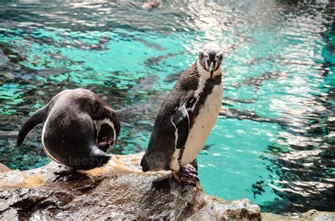 Penguins at the zoo 21745368 Stock Photo at Vecteezy