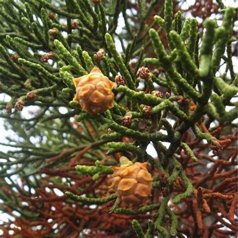 Tasmanian Pencil Pine This monoecious Australian conifer grows in western and central Tasmania ...