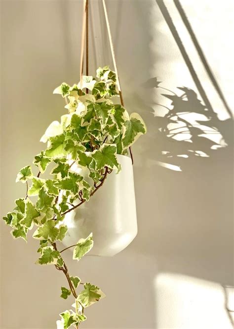 English Ivy Indoor Wall