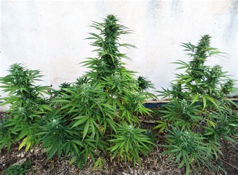 Consejos Para El Cultivo Exterior El Cultivador Prensa Cannábica