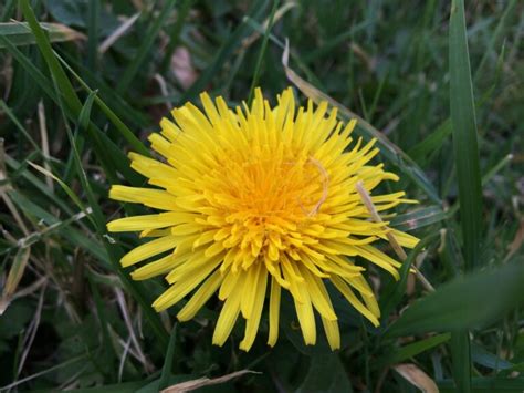 Dandelion - Plantlife 