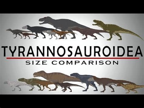 TYRANNOSAUROIDEA FAMILY & Tyrannosaurus Rex Size Comparison : r/Dinosaurs