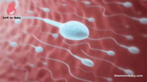 Age And Fertility The Impact Of Age On Implantation