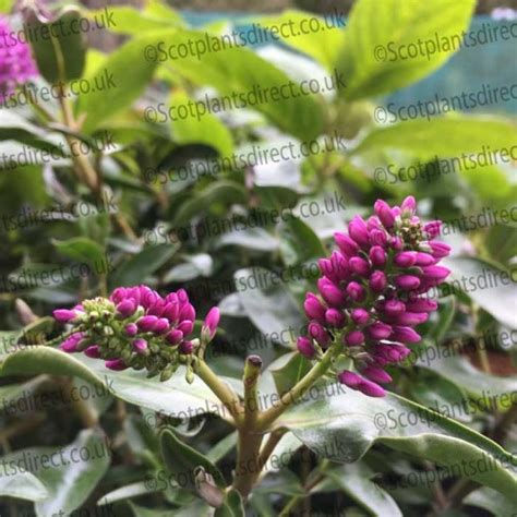 Hebe Paula Shrubby Veronica Paula ScotPlants Direct UK