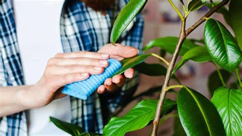 How to Plant, Grow & Care for Ficus Tree (Indoors + Outdoors)