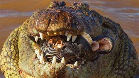 12 Momentos Épicos de caça de crocodilos enormes e impiedosos YouTube