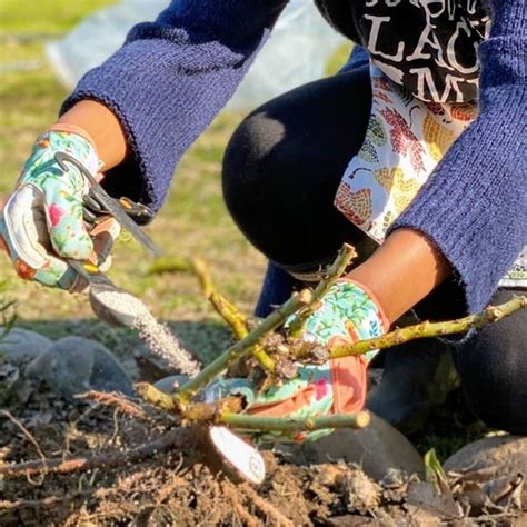 Planting Roses: A Step-by-Step Guide - SONG OF ROSES