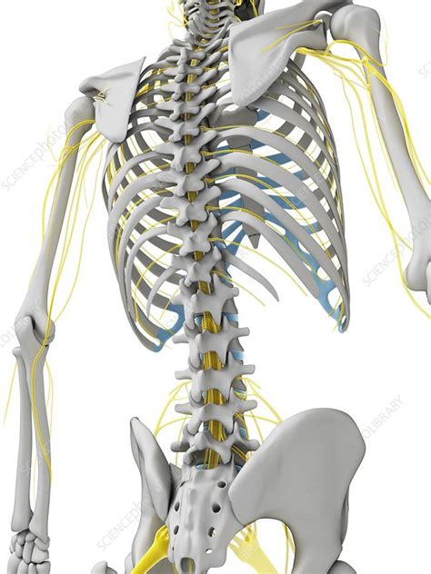 Human Nervous System Artwork Stock Image F010 2216 Science Photo