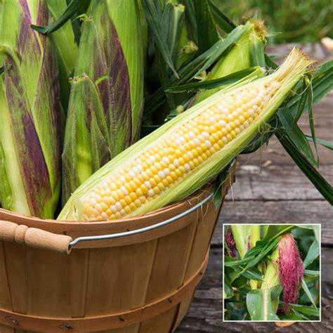 Picasso Sy Synergistic Hybrids Corn Gurney S Seed And Nursery