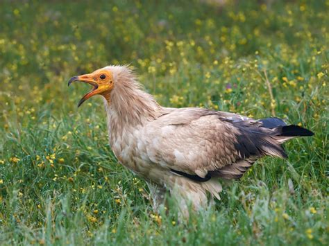 Egyptian Vulture Facts - CRITTERFACTS