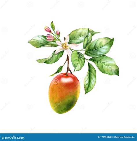 Watercolor Mango Tropical Isolated Fresh Exotic Mango Fruit With