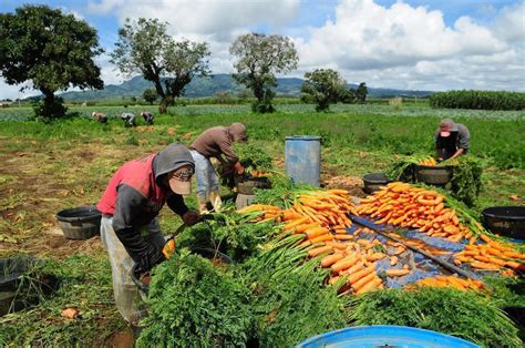 Aumento Na Produção Agrícola Mundial Não é Sinônimo De Fim Da Fome