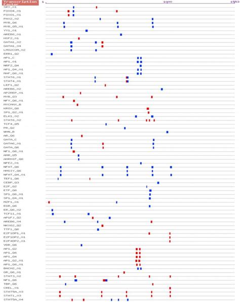 A schematic representation of the various predicted transcription ... 