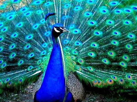 Admira La Elegancia Y Belleza Del Pavo Real Naturaleza