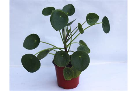 Pilea Peperomioides Chinese Money Plant Rudyn Gladioli Farm