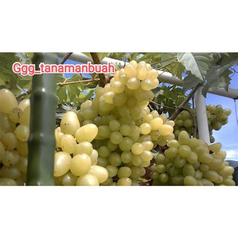 Jual Bibit Anggur Import Transfiguration Asli Grafting Shopee Indonesia