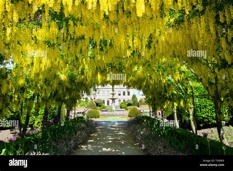 Laburnum arch hi-res stock photography and images - Alamy