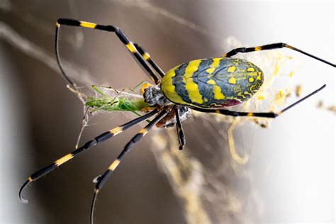 What Are Flying Spiders And Do They Bite Discover The Venomous Joro