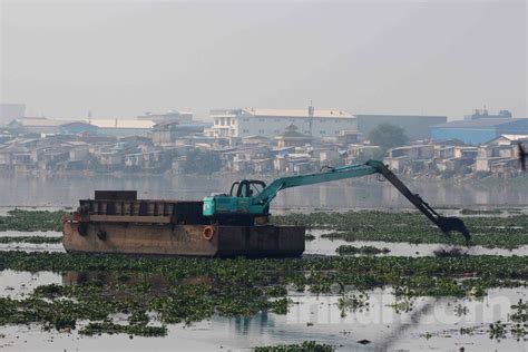 Foto Alat Berat Bersihkan Tanaman Eceng Gondok Di Waduk Pluit