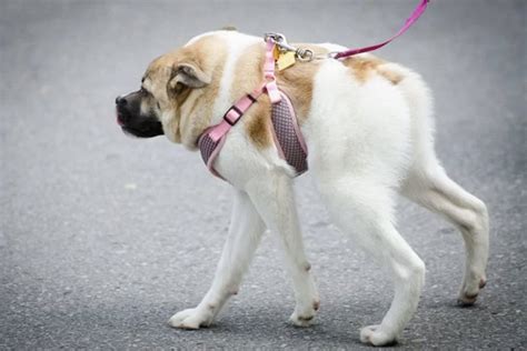 Cachorro cururu o que deixa os cães assim Causa da Síndrome da