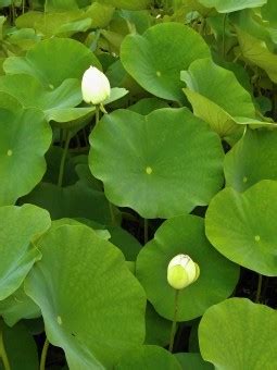 hinh anh thuc vat canh hoa thuc vat hoc hoa sen thieng nha