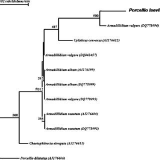 Phylogenetic Tree Of Wolbachia Microsymbionts Based On Wsp Wolbachia