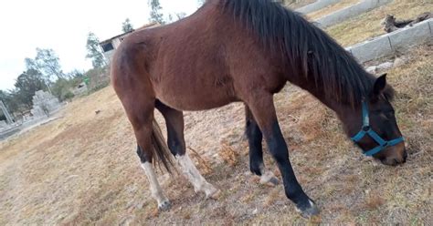 Confirman que la encefalomielitis equina está en Mendoza dieron