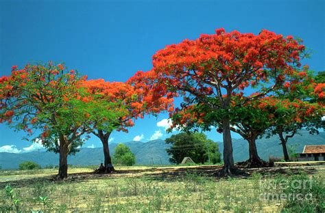 Delonix Regia Photograph By K Jayaramscience Photo Library Pixels