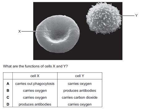 Igcse Biology Blood Igcse Style Questions Paper