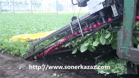 Harvesting Radishes Findik Turpu Hasadi Youtube