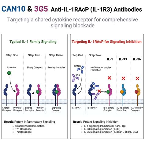 Antibodies Targeting The Shared Cytokine Receptor Il 1 Receptor