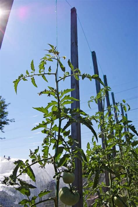 How To String Trellis Aka String Train Tomatoes In Tomato Garden