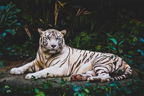 10 Best Places To See Wildlife In Singapore TicketsToDo Blog