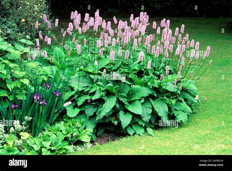 Bistort Polygonum Bistorta Superbum In Bloom In Summer Stock Photo